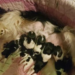 Yorkshire Terrier puppies from Strohlz Yorkies