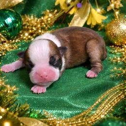 Dark Fawn Girl - Seal brindle and white female Boston Terrier puppy in George West, Texas from JT Bostons