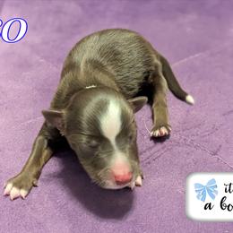 Iso - Red tri male Toy Australian Shepherd puppy in Mountain Home, Idaho from LJK Boxers & Toy Aussies