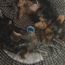 Yorkshire Terrier Puppies from Kim’s Rocket Yorkies