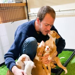 Ibizan Hound and Manchester Terrier Puppies from Dugualla