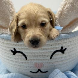 Asher (happy-blessed) - Cream male Dachshund puppy in Murfreesboro, Tennessee from Kimbrie's Dream Cream Doxies