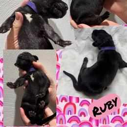 Ruby - Black female Great Dane puppy in Wellsville, New York from Prophecy Danes