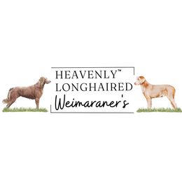 Long Haired Weimaraners from Heavenly Longhaired Weimaraner’s