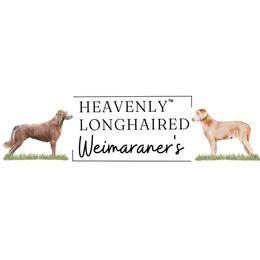 Long Haired Weimaraners from Heavenly Longhaired Weimaraner’s