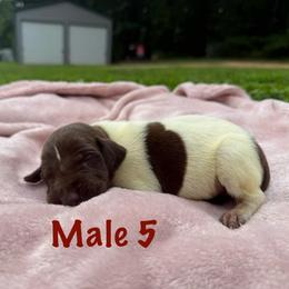 Kahlúa - Liver roan male German Shorthaired Pointer puppy in Axton, Virginia from Red Clay Kennels