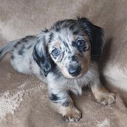 IRVIN - Black and Tan Dapple - Dapple male Dachshund puppy in Swink, Oklahoma from Palali Farm