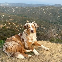 Mya - Australian Shepherd