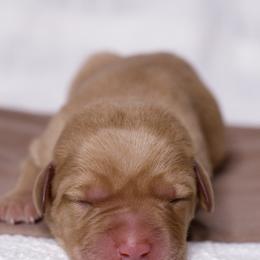 Labrador Retriever Puppies from UC Labradors