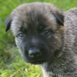 Boy 2 - Dutch Shepherd puppy from North Mountain Dutch Shepherds