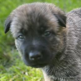 Boy 2 - Dutch Shepherd puppy from North Mountain Dutch Shepherds