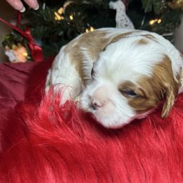 Holly - Blenheim female Cavalier King Charles Spaniel puppy in Sandy, Utah from Wasatch Cavaliers