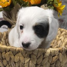 Dachshund Puppies from Amy’s Mini Doxies