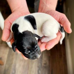 German Shorthaired Pointer Puppies from Thunder Mountain Gun Dogs