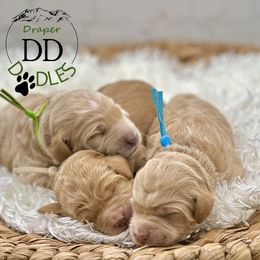 Goldendoodle puppies from Draper Doodles