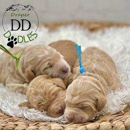 Goldendoodle puppies from Draper Doodles