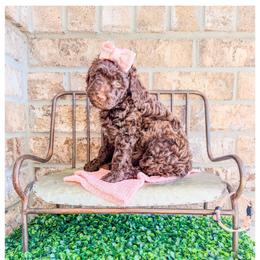 Jade - Brown female Bernedoodle puppy in Lake City, Florida from 224 Doodles and Poodles