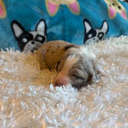 Flint - Red merle male Aussiedoodle puppy in Kensington, Ohio from Hickory Hideaway Doodles