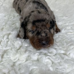 Ruger - Dapple male Dachshund puppy in Council Hill, Oklahoma from Rocky Springs Ranch