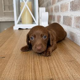 BOY 3 CKC CHOCOLATE - Chocolate male Dachshund puppy in Nacogdoches, Texas from S7 Dachsunds