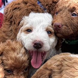 Ollie (Brown Collar) - Parti male Goldendoodle puppy in Valley Center, Kansas from The Goldendoodle Gal