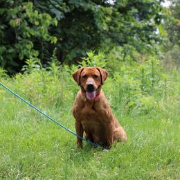 Tanzie - Yellow female Labrador Retriever puppy in Morrilton, Arkansas from Ancient Dogges Performance Dogs