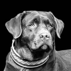 Adahy - Labrador Retriever