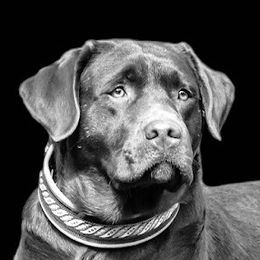 Adahy - Labrador Retriever