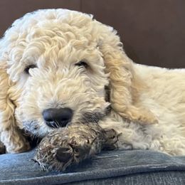 Goldendoodles from Cole Creek Doodles