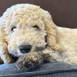 Goldendoodles from Cole Creek Doodles