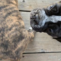 Olde English Bulldogge Puppies from Gods Of Olympus Bulldogges
