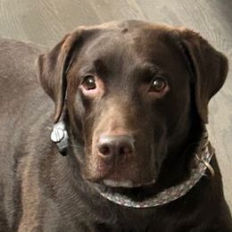 Clover - Labrador Retriever