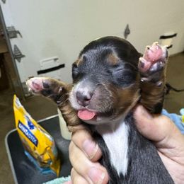 Twitter - Black and tan female Dachshund puppy in Mayport, Pennsylvania from PA's Darling Doxies