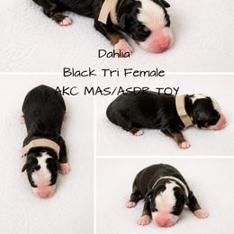 Dahlia - Black tri female Toy Australian Shepherd puppy in Oroville, California from Diamond Arrow Aussies