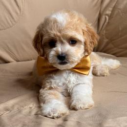 Pickles - Apricot male Maltipoo puppy in Bakersfield, California from Silvia's Maltipoos