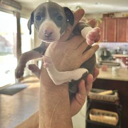 Italian Greyhound Puppies from Shanda's Italian Greyhounds