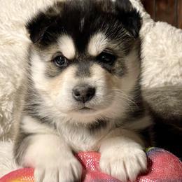 Gunner - Black and white male Siberian Husky puppy in Diamond Lake, Washington from Husky Haven WA