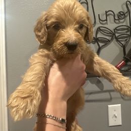 Boy 4 - male Goldendoodle puppy in Pueblo West, Colorado from German Family Goldendoodles