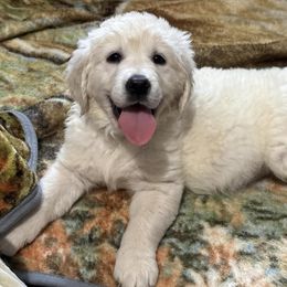 Golden Retrievers from C&L Golden Retriever Puppies