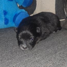 Male 1 - Black and tan male Pomeranian puppy in Buckeye, Arizona from BL Poms Heaven