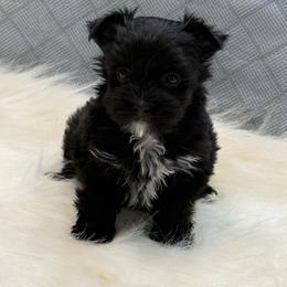 Maggie - Black and white female Companion Cross puppy in Lancaster, South Carolina from 3 Bs Havanese-PUPPIES with  PURPOSE