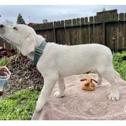 Aqua man - Yellow Labrador Retriever puppy in Live Oak, California from Blanco Labradors