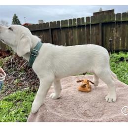 Aqua man - Yellow Labrador Retriever puppy in Live Oak, California from Blanco Labradors