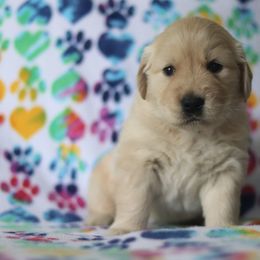 Golden Retriever Puppies from Golden Hour Golden Retrievers