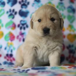 Golden Retriever Puppies from Golden Hour Golden Retrievers