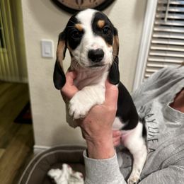 Dachshund Puppies from Empire's Dachshunds