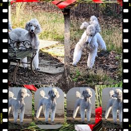 Jolene - Poodle