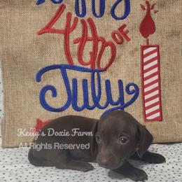 Chocolate Female Smooth Coat Pink Collar - Chocolate female Dachshund puppy in Cleveland, Tennessee from Kelly's Doxie Farm
