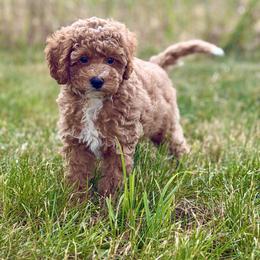 Firethorn - Apricot male Poodle puppy in Salem, Oregon from Lavish Poodles