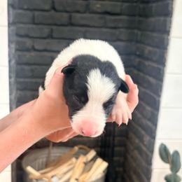 Blaze - Black and white male Border Collie puppy in Taylor, Arizona from Vowell Farm Border Collies